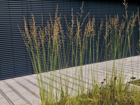 Molinia caerulea 'Moorhexe' - Pijpestrootje