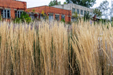 Molinia arundinacea 'Karl Foerster' - Pijpenstrootje