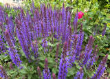 Salvia nemorosa 'Ostfriesland' - Salie