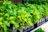 Pachysandra terminalis