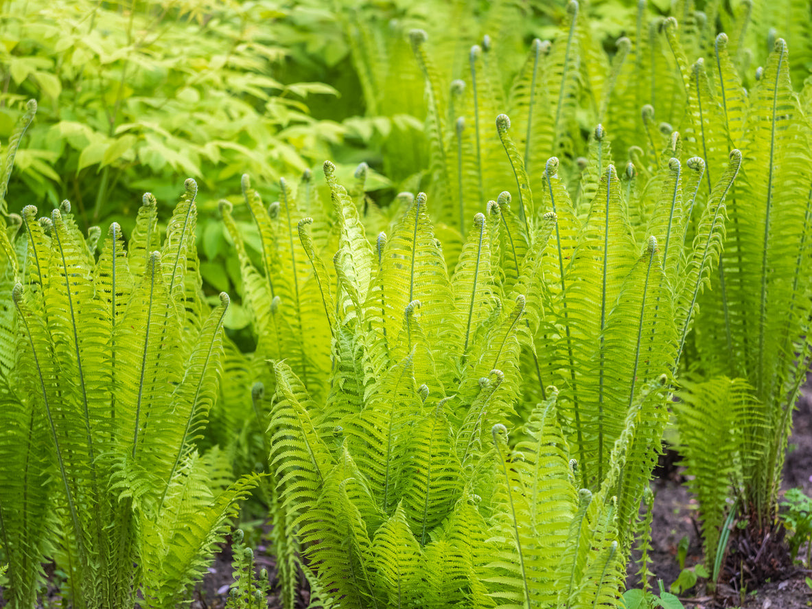 Matteuccia struthiopteris - Struisvaren