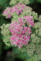 Sedum 'Carl' - Vetkruid