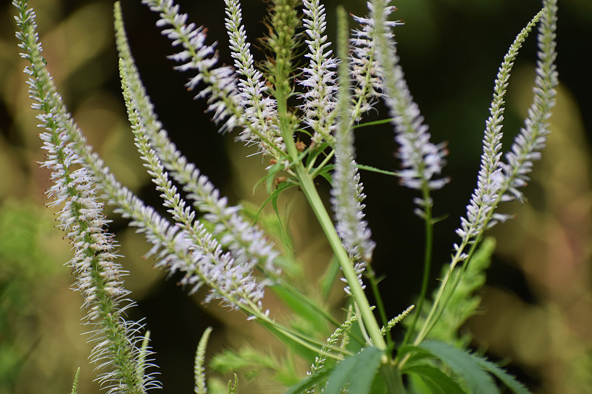 Veronicastrum virg. 'Album' - Ereprijs