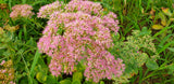 Sedum 'Carl' - Vetkruid