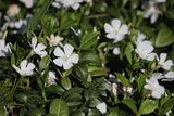 Vinca Minor 'Gertrude Jekyll - Maagdenpalm