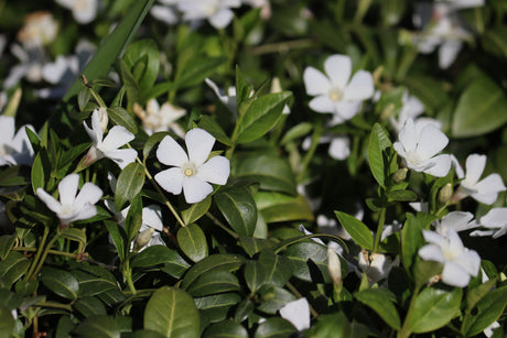 Vinca Minor 'Alba - Maagdenpalm
