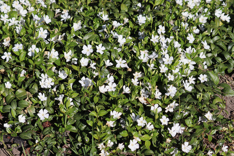 Vinca Minor 'Gertrude Jekyll - Maagdenpalm