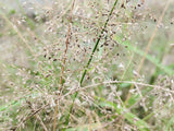 Sporobolus heterolepis - Prairiedropzaad