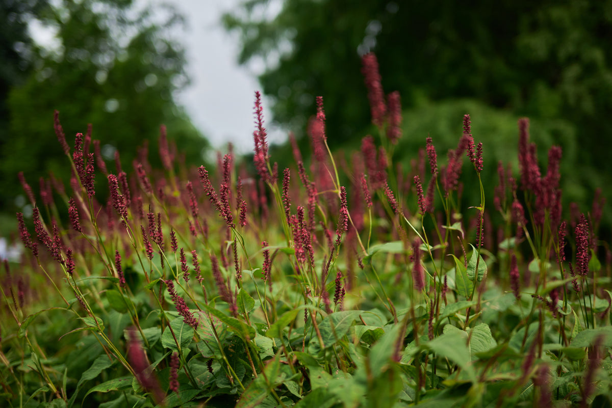 Persicaria amplexicaulis 'Taurus' - Duizendknoop