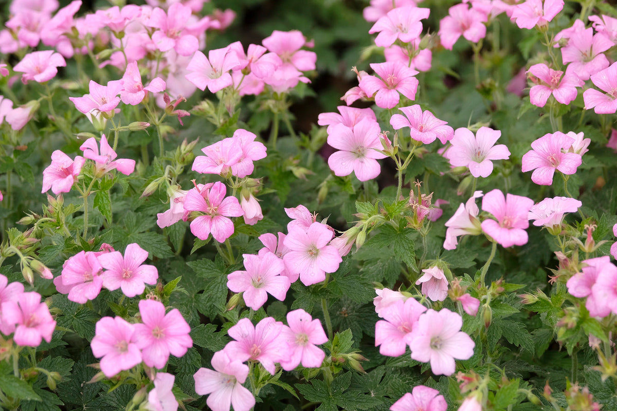 Geranium endressii 'Wargrave Pink' - Ooienvaarsbek