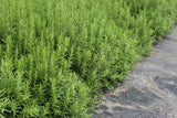 Rosmarinus officinalis - Rozemarijn