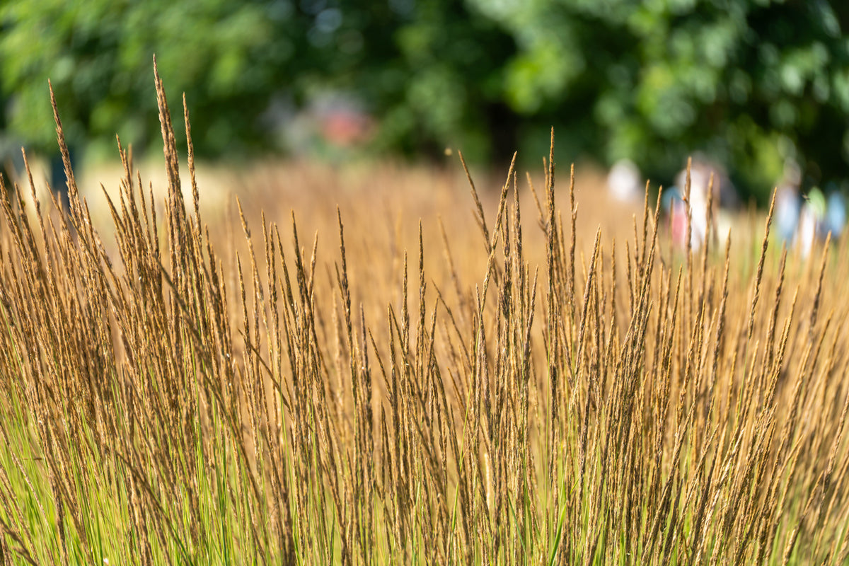 Molinia caerulea 'Moorhexe' - Pijpestrootje