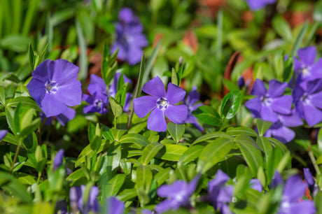 Vinca Minor - Maagdenplam