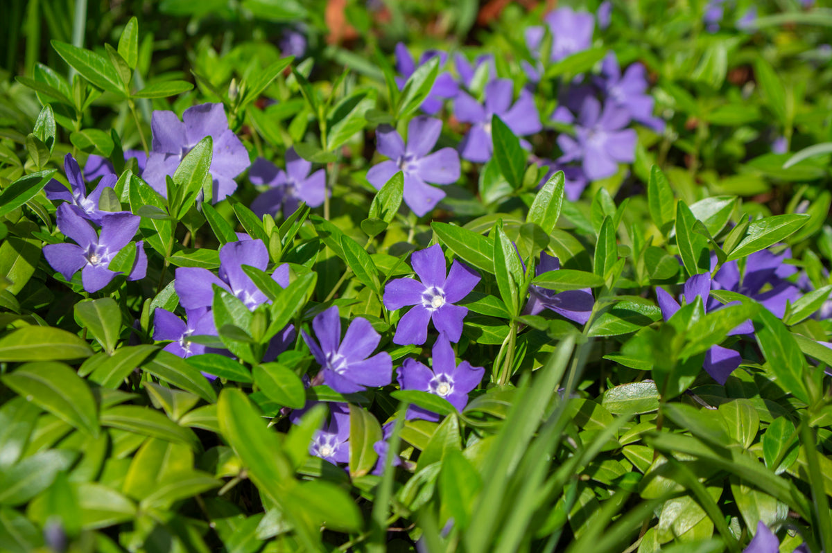 Vinca Minor - Maagdenplam