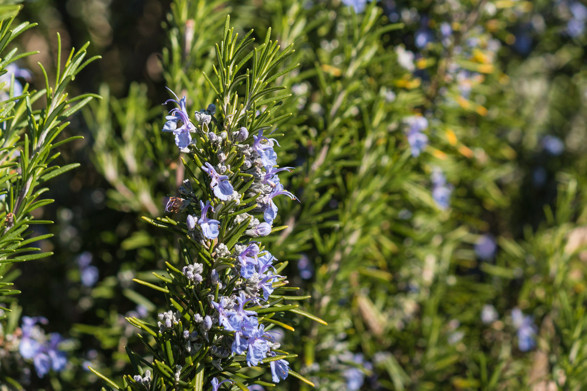 Rosmarinus officinalis - Rozemarijn