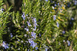 Rosmarinus officinalis - Rozemarijn