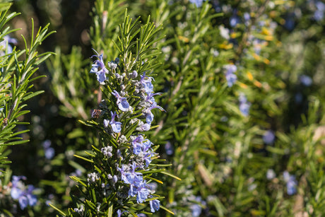 Rosmarinus officinalis - Rozemarijn