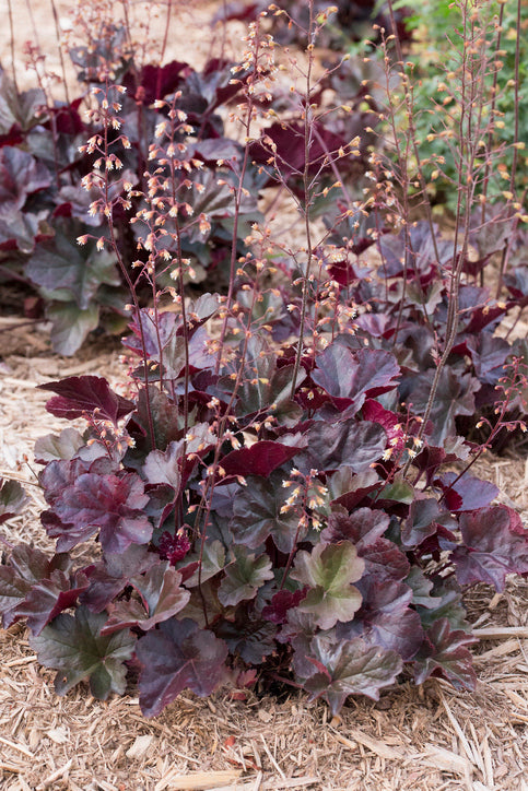 Heuchera mic. 'Palace Purple' - Purperkolkje