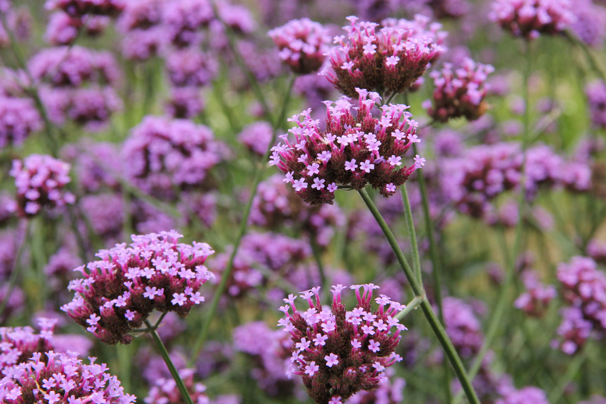 Verbena bonariensis - Ijzerhard