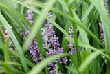 Liriope muscari 'Ingwersen' - Leliegras