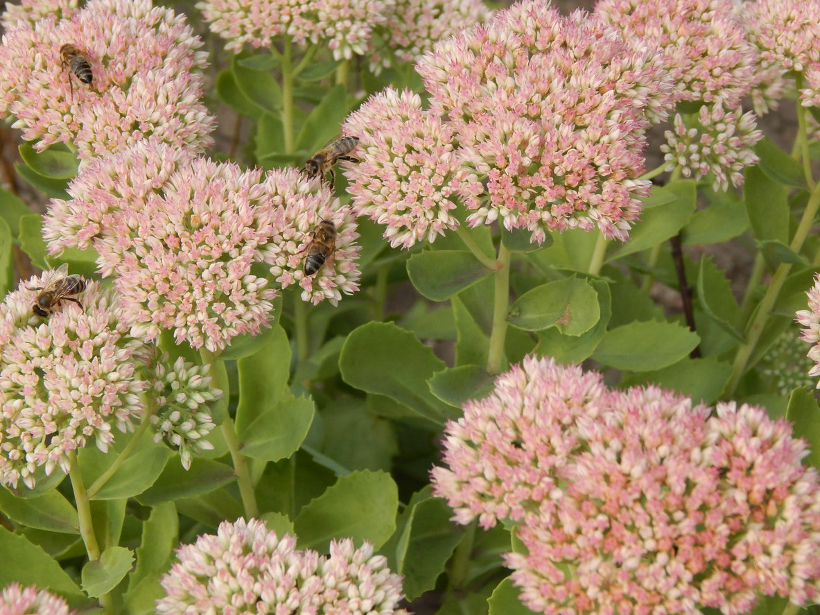 Sedum 'Carl' - Vetkruid