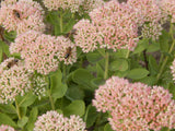 Sedum 'Carl' - Vetkruid