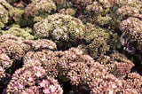 Sedum 'Matrona' - Vetkruid