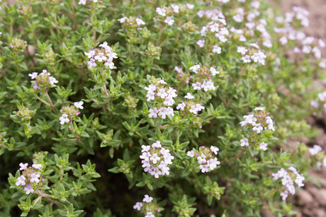 Thymus vulgaris