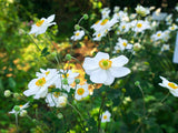 Anemone hyb. 'Honorine Jobert'