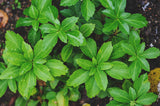 Pachysandra terminalis