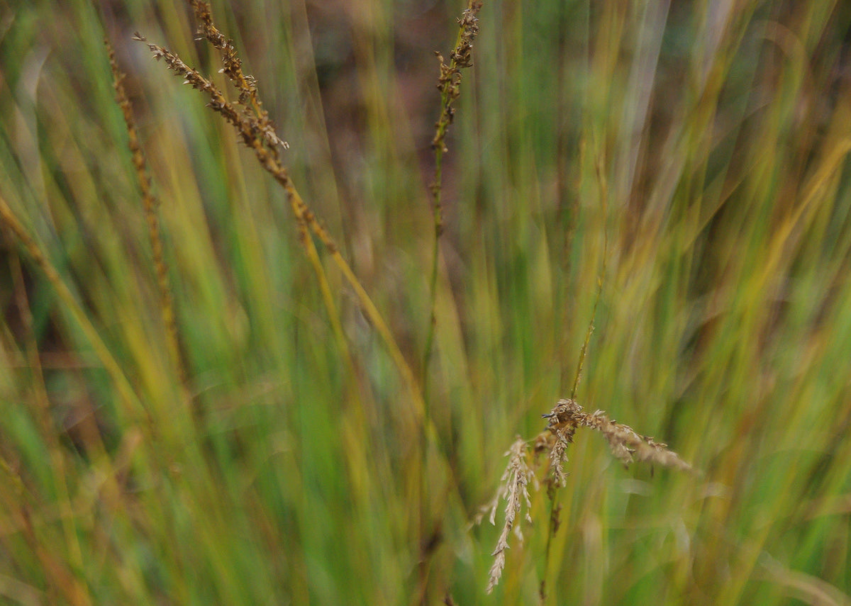 Molinia caerulea 'Heidebraut' - Pijpenstrootje