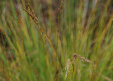 Molinia caerulea 'Heidebraut' - Pijpenstrootje