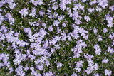 Phlox (S) 'Emerald Cushion Blue - Vlambloem