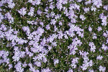 Phlox (S) 'Emerald Cushion Blue - Vlambloem