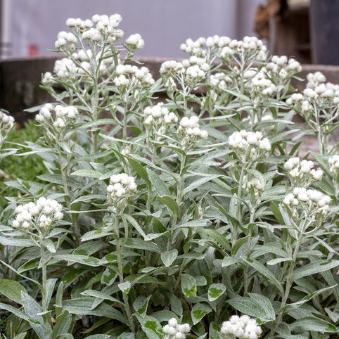 Anaphalis triplinervis - Siberische edelweiss