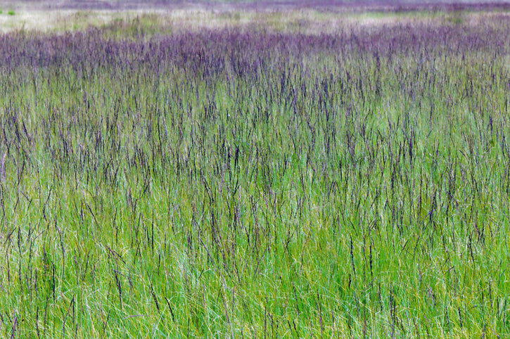 Molinia caerulea 'Moorhexe' - Pijpestrootje