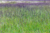 Molinia caerulea 'Moorhexe' - Pijpestrootje