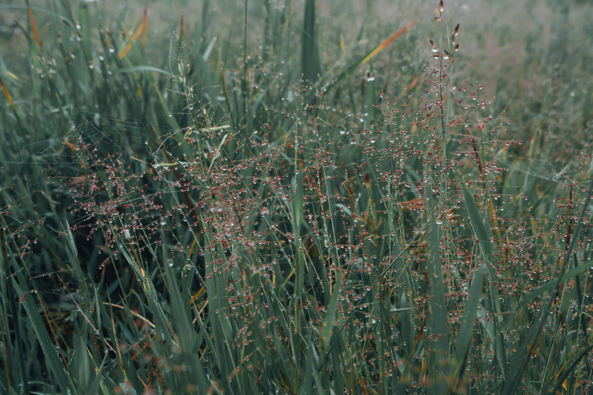Panicum virgatum 'Heavy Metal' - Vingergras