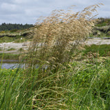 Deschampsia cesp. 'Goldtau' - Ruwe Smele