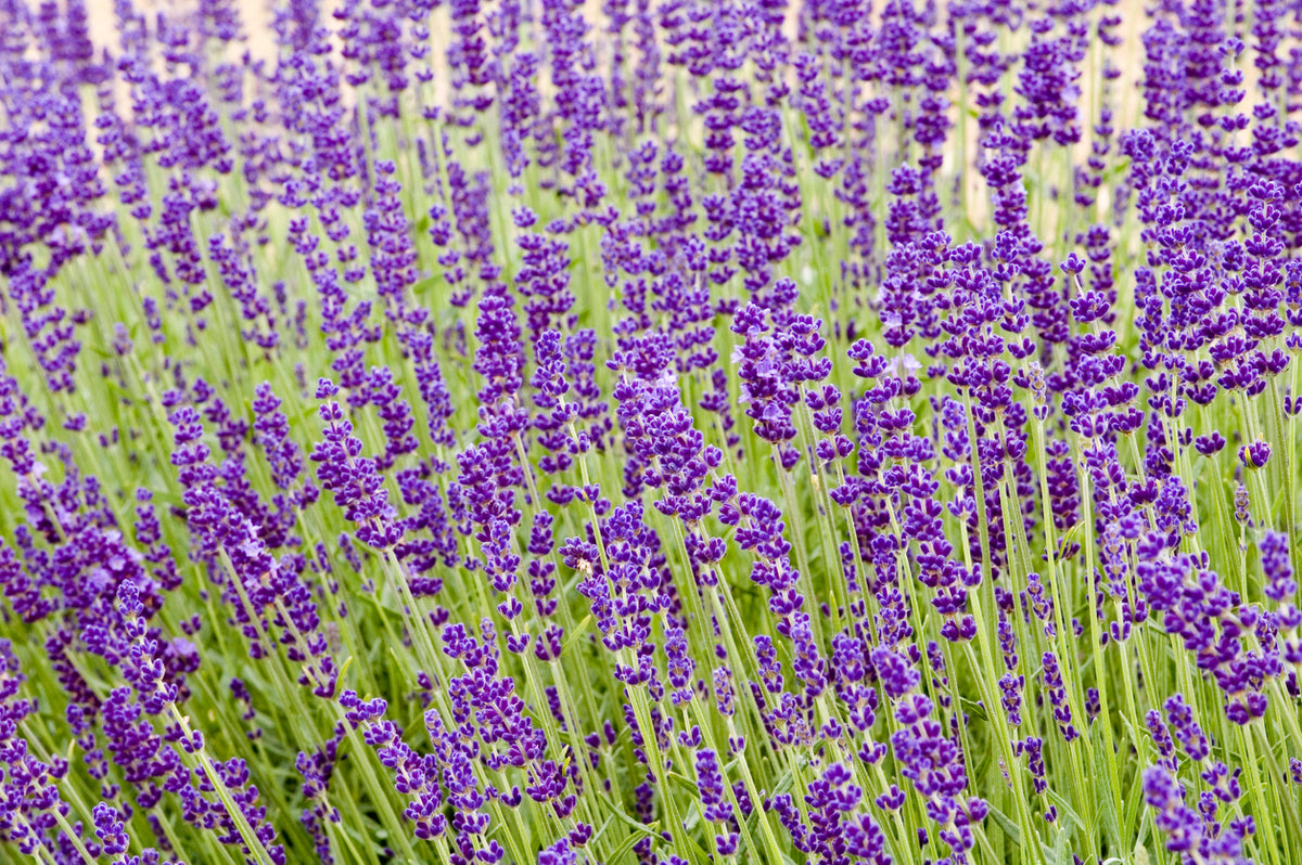 Lavandula angustifolia 'Hidcote - Lavendel