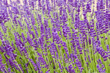 Lavandula angustifolia 'Hidcote - Lavendel