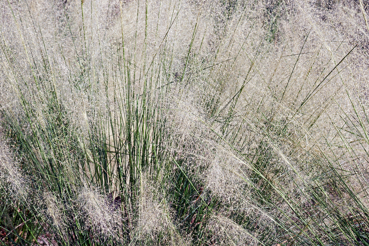 Muhlenbergia lindheimeri - Muhlenbergia