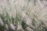 Muhlenbergia lindheimeri - Muhlenbergia