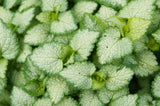 Lamium mac. 'White Nancy' - Lamium