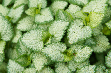 Lamium mac. 'White Nancy' - Lamium