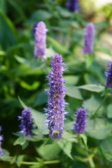 Agastache 'Black Adder' - Dropplant