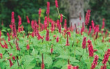 Persicaria amplexicaulis 'Taurus' - Duizendknoop