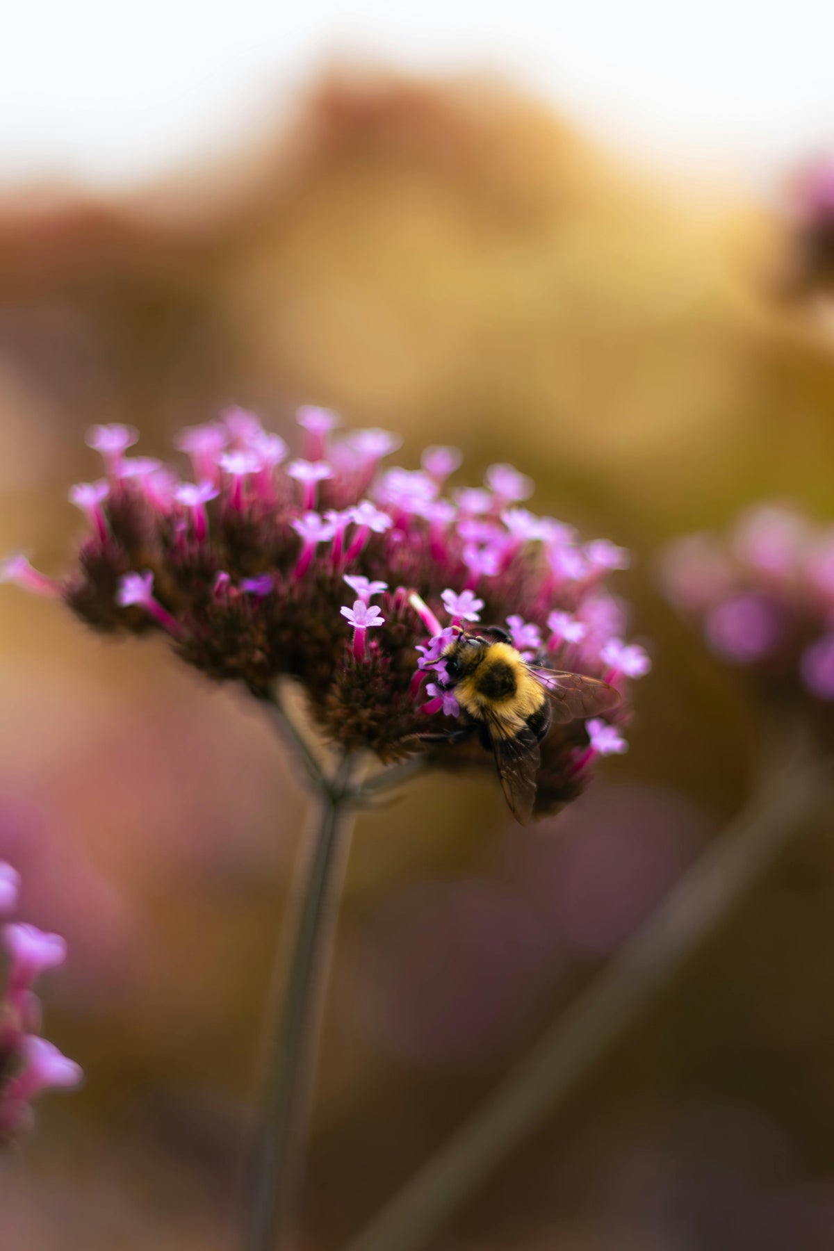 Verbena bonariensis - Ijzerhard