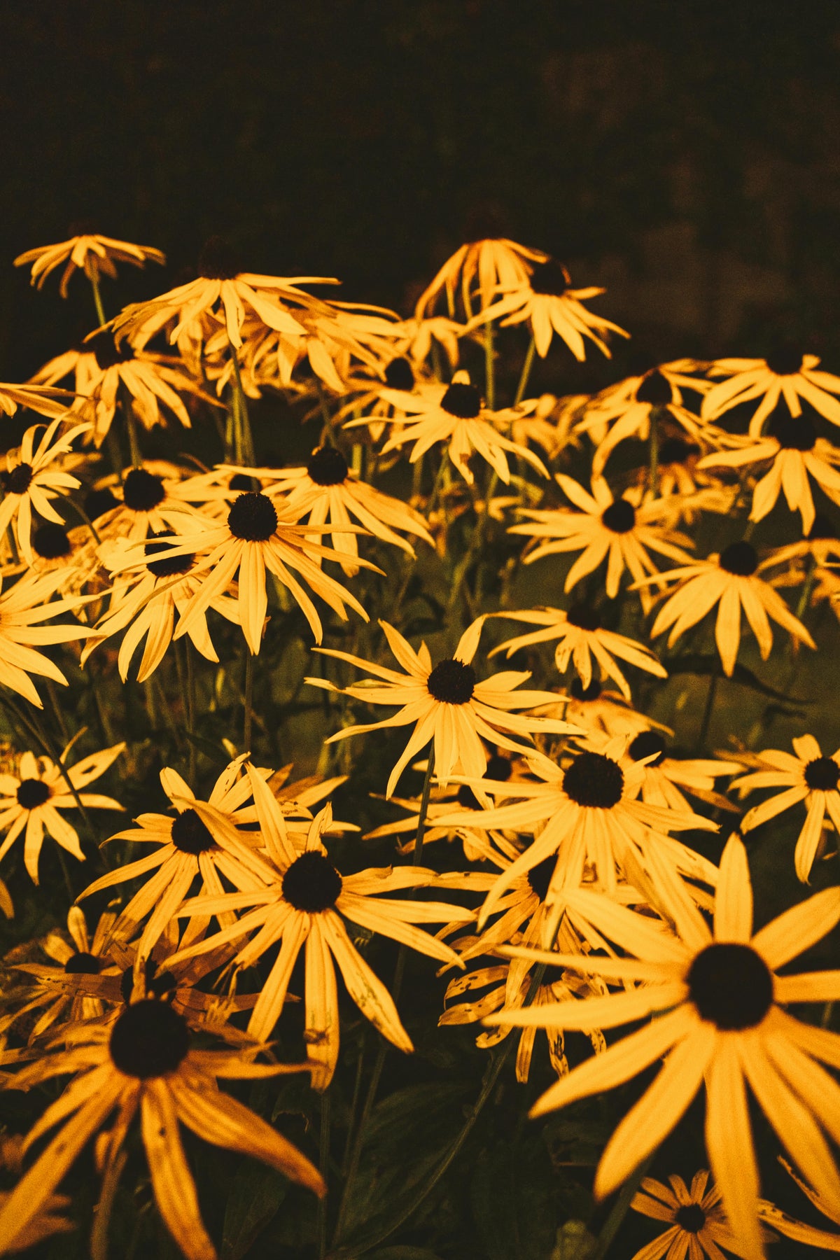 Rudbeckia fulgida - Zonnehoed