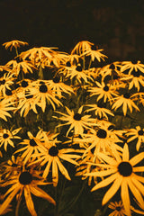 Rudbeckia fulgida - Zonnehoed